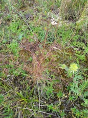 Trinia multicaulis