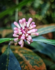 Chassalia curviflora