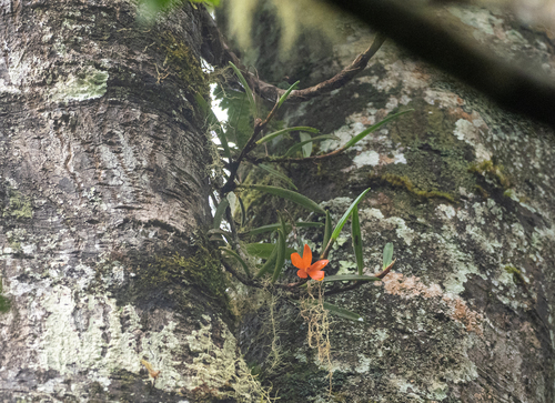 Ceratostylis retisquama