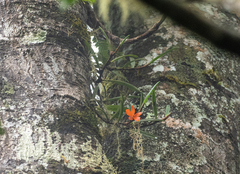 Ceratostylis retisquama