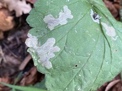 Metallus lanceolatus