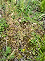Trinia multicaulis