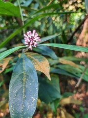 Chassalia curviflora