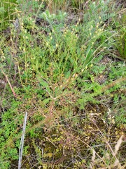 Trinia multicaulis