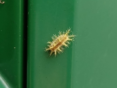 Limacodidae