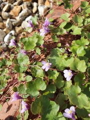Cymbalaria muralis