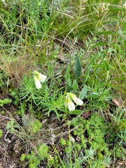 Onosma simplicissima