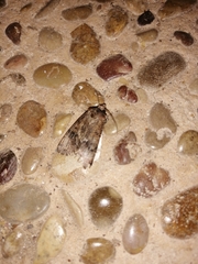 Spodoptera exigua