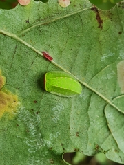 Apoda limacodes
