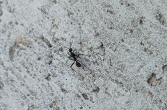 Camponotus cruentatus