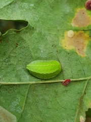 Apoda limacodes