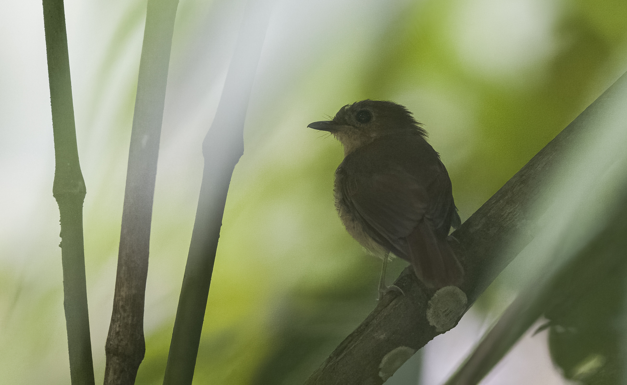 Cryptic Flycatcher (Ficedula crypta), photo 1