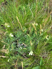 Onosma simplicissima