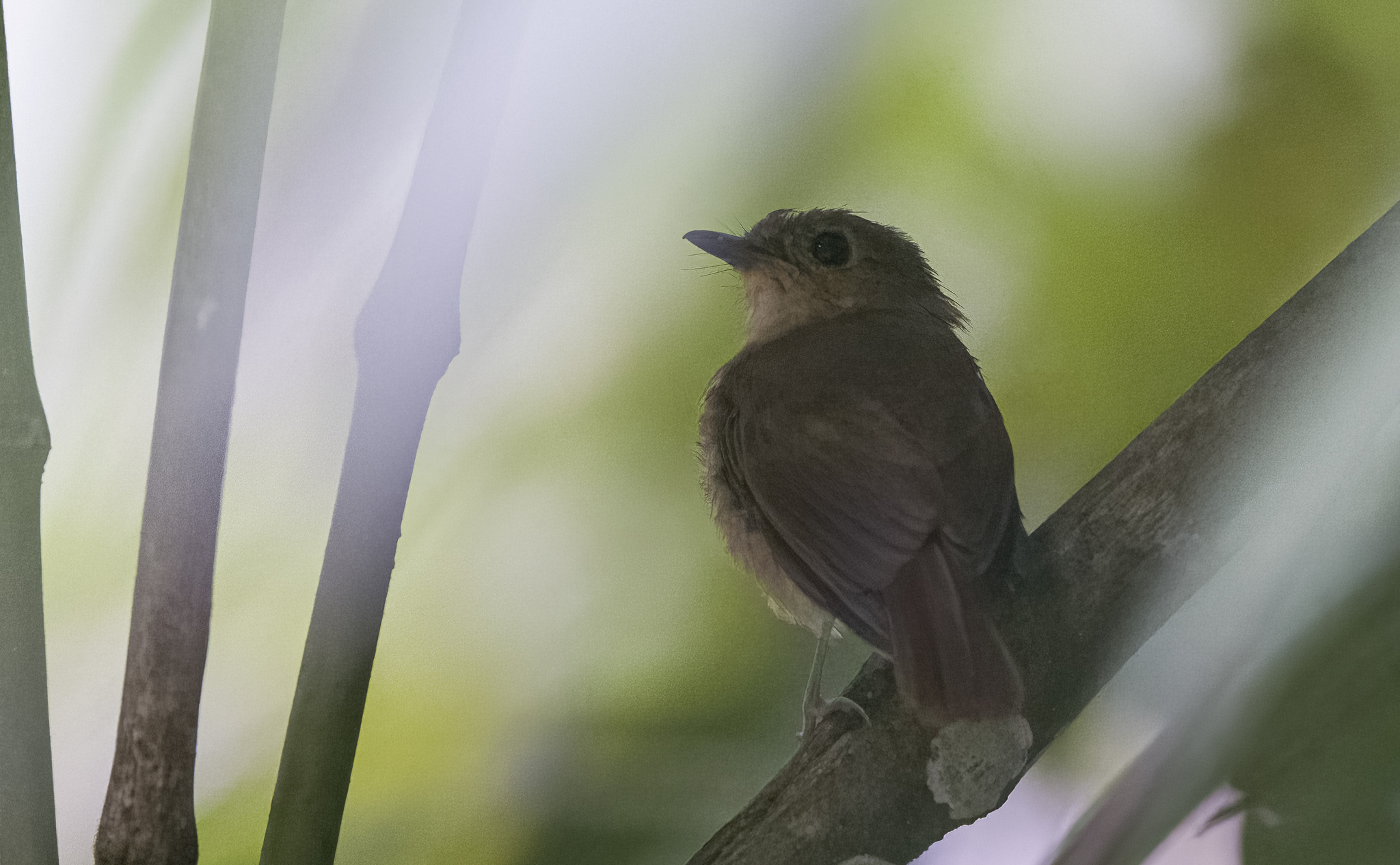 Cryptic Flycatcher (Ficedula crypta), photo 2