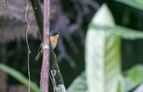 Bundok Flycatcher (Ficedula luzoniensis), photo 8