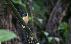 Ficedula luzoniensis