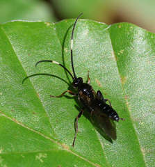 Cratichneumon