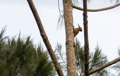 Chrysocolaptes lucidus