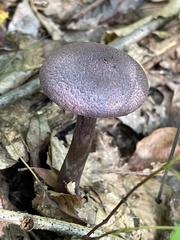 Cortinarius violaceus