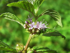 Mentha arvensis
