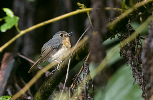 Bundok Flycatcher (Ficedula luzoniensis), photo 9