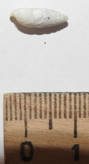 Brephulopsis cylindrica