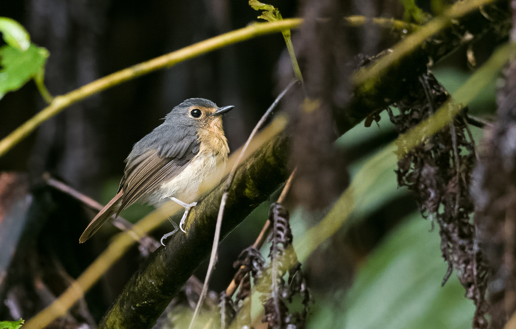 Bundok Flycatcher photo