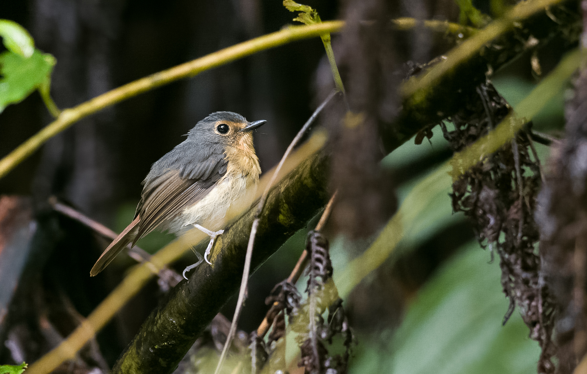 Bundok Flycatcher illustration