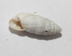Brephulopsis cylindrica