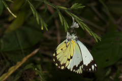 Belenois creona severina