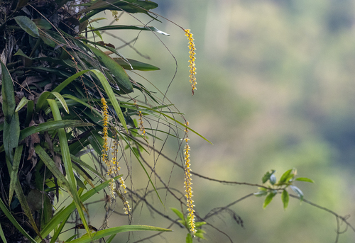 Coelogyne cobbiana