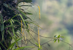 Dendrochilum cobbianum