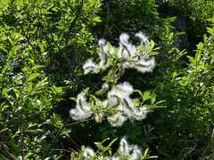 Salix glabra