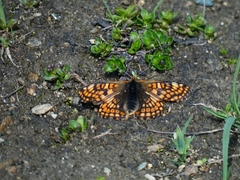 Euphydryas cynthia