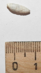 Brephulopsis cylindrica