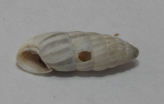 Brephulopsis cylindrica