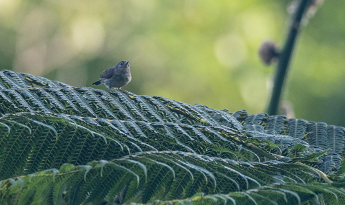 Mindanao Miniature Babbler (Micromacronus sordidus), photo 3