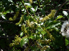 Salix glabra
