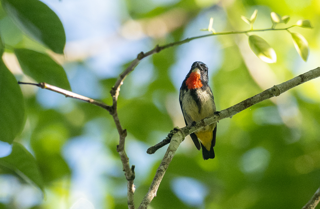 Fire-Throated Flowerpecker
