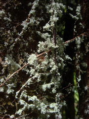 Roccellinastrum neglectum