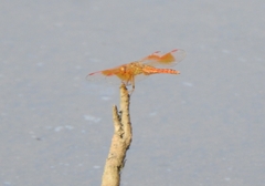 Brachythemis contaminata
