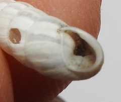 Brephulopsis cylindrica