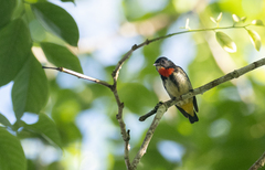 Dicaeum ignipectus apo