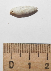 Brephulopsis cylindrica