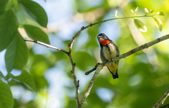 Dicaeum ignipectus apo