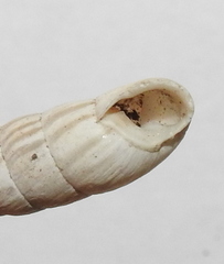 Brephulopsis cylindrica