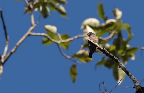 Whiskered Flowerpecker (Pachyglossa propria), photo 2