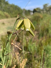 Albuca cooperi