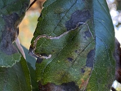 Lyonetia clerkella