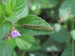 Pyrausta aurata